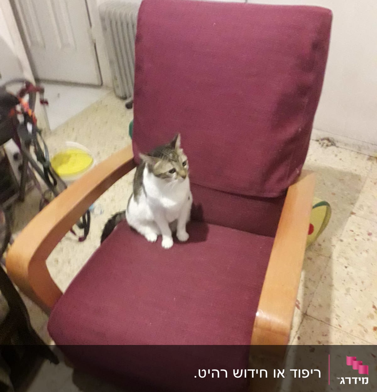 כיסא מרופד בבד סגול עם חתול יושב עליו